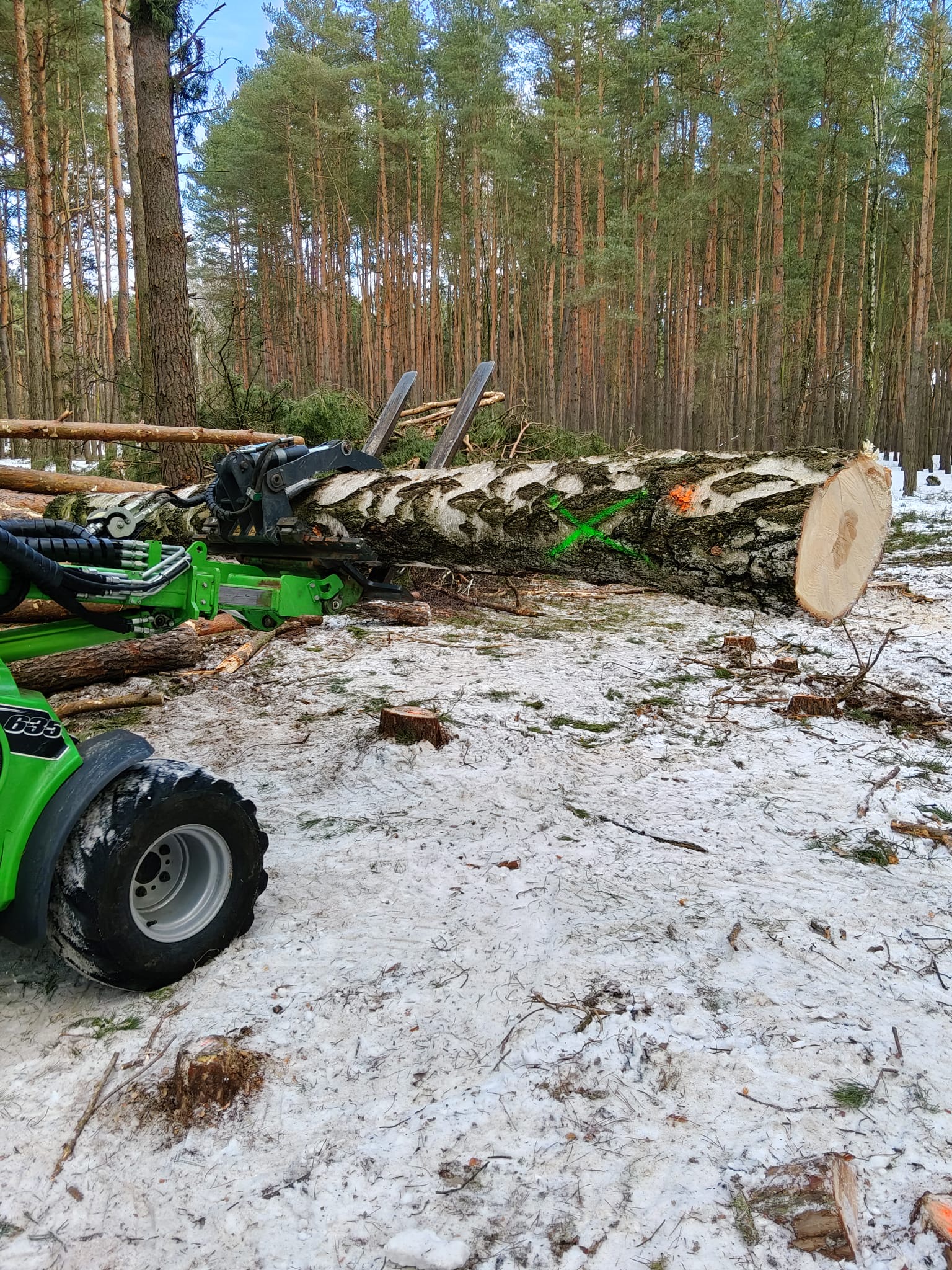 Wycinka drzewa metodą alpinistyczną